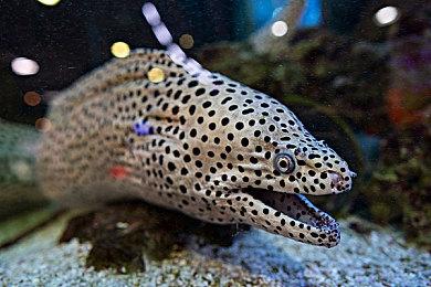 国外零售商处理库存《巴比伦的陨落》免费送 网友：他们还送了《圣歌》